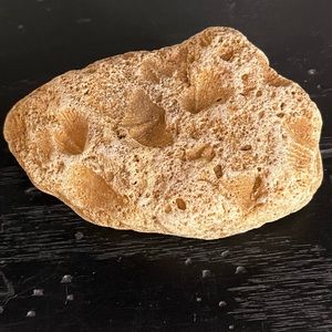 River rock with sea shell fossils